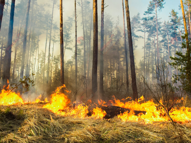 Mơ thấy cháy rừng đánh con gì?